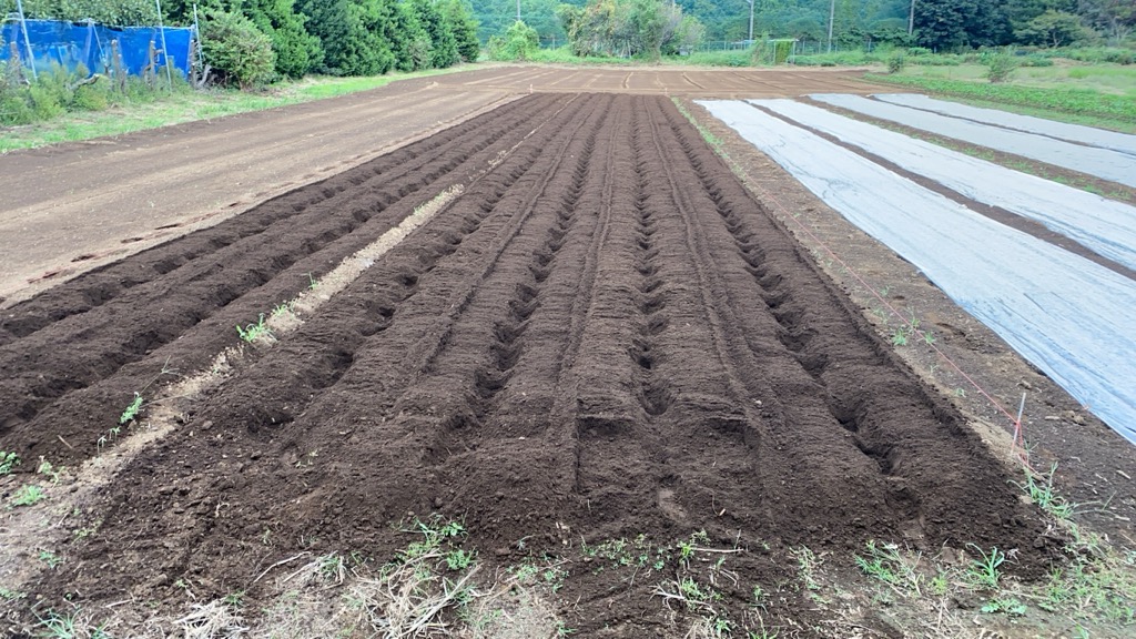 無農薬栽培の難しさ・・・